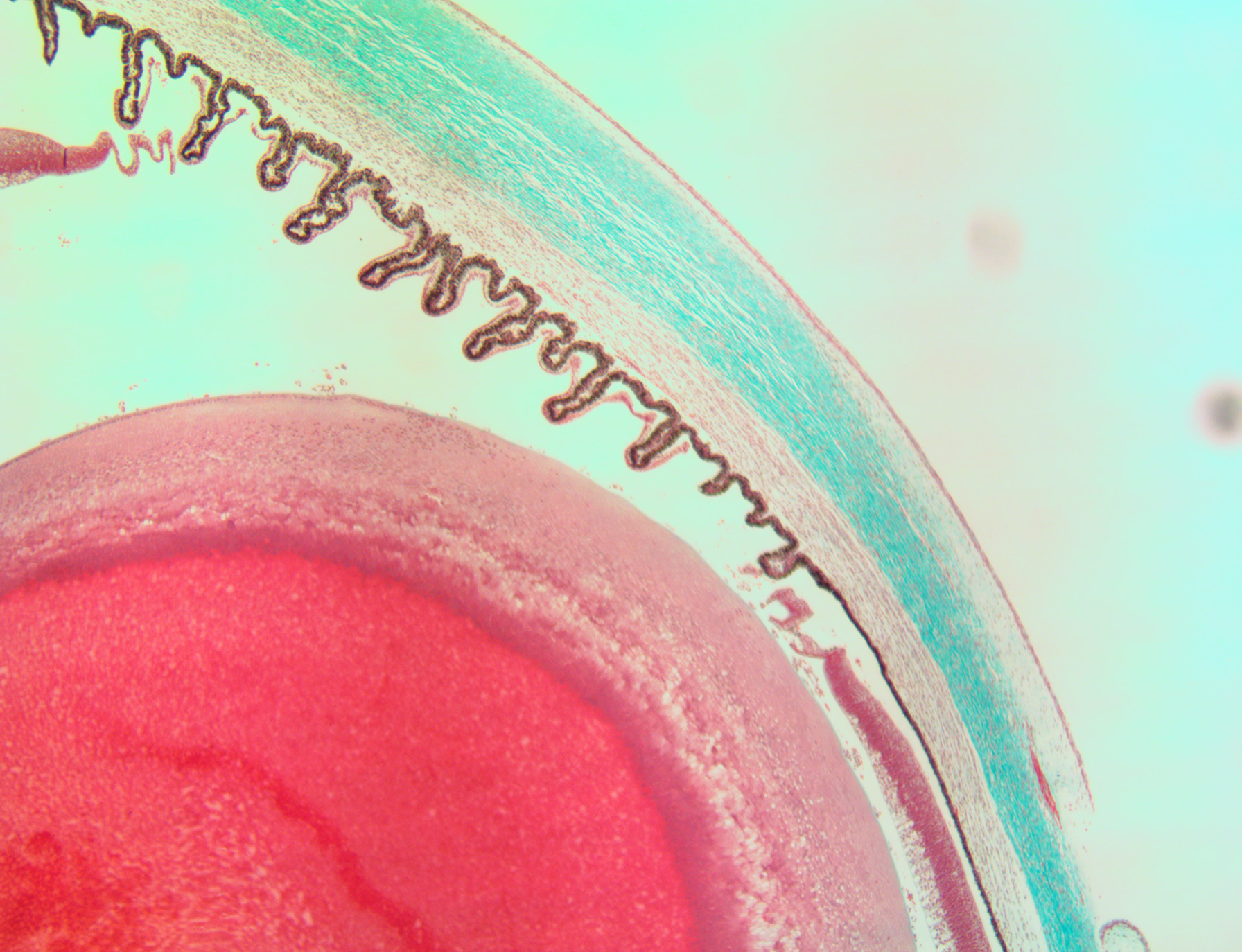 Brightfield Microscopy
